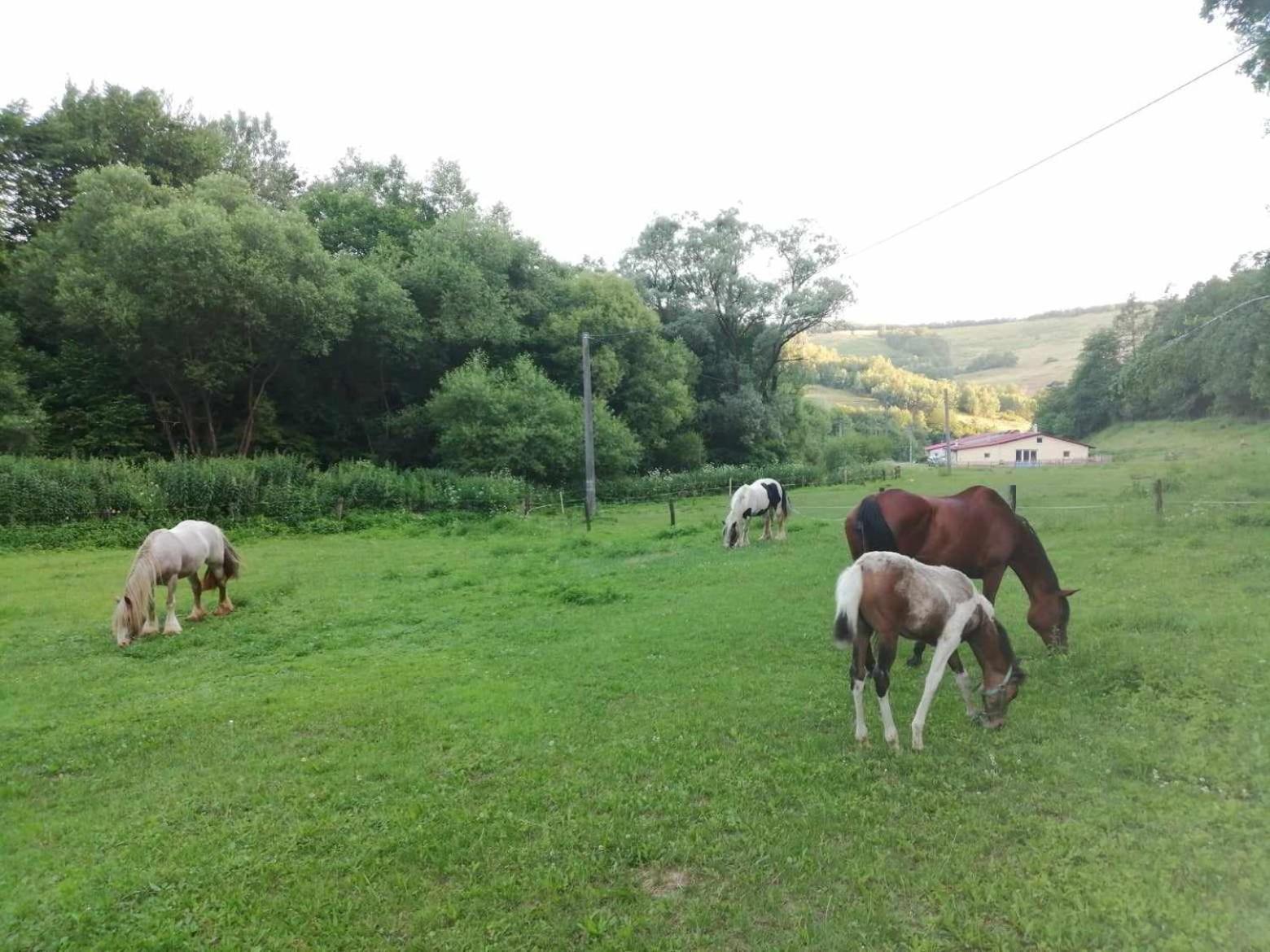 Oddychovy Pobyt Na Rodinnej Farme Mátyáska Kültér fotó