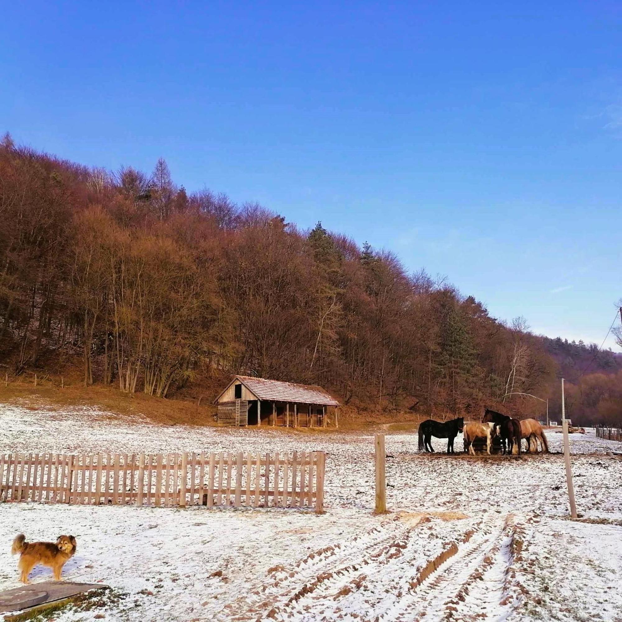 Oddychovy Pobyt Na Rodinnej Farme Mátyáska Kültér fotó