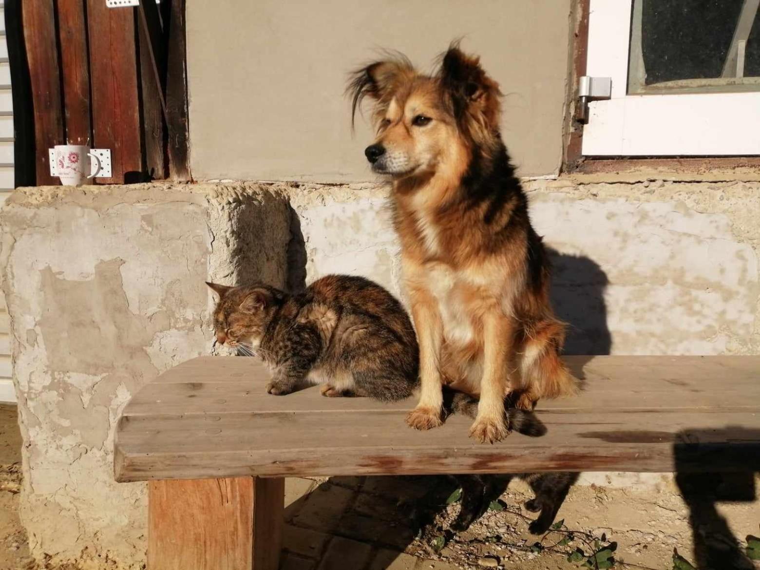 Oddychovy Pobyt Na Rodinnej Farme Mátyáska Kültér fotó